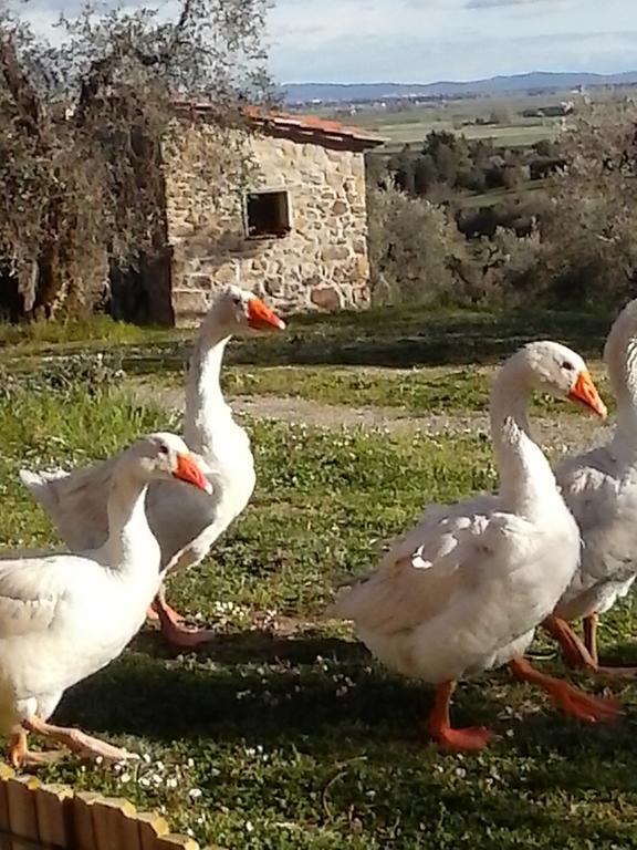 Casetta Dell'Uliveto Macchiascandona 外观 照片